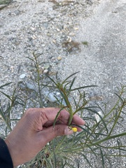 Eulobus californicus