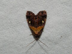 Xanthomera leucoglene