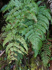 Dryopteris formosana