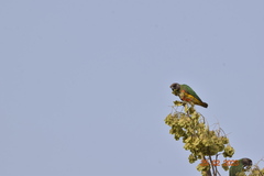 Poicephalus senegalus
