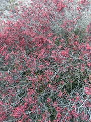 Justicia californica