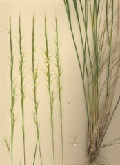 Achnatherum bromoides
