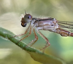 Xanthagrion