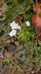 Plagiobothrys nothofulvus