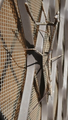 Archimantis quinquelobata