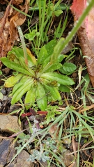 Plagiobothrys nothofulvus