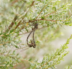Austroaeschna unicornis