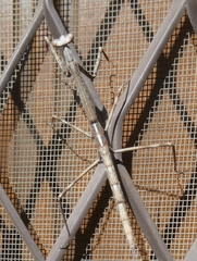 Archimantis quinquelobata