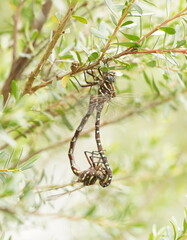 Austroaeschna unicornis