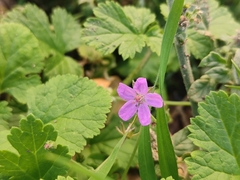 Erodium chium