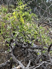 Araujia sericifera
