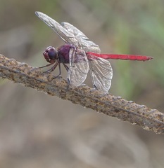 Orthemis schmidti