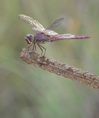 Orthemis ferruginea