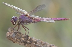 Orthemis ferruginea