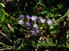 Limonium sinuatum