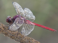 Orthemis schmidti