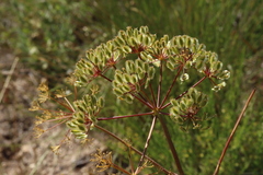 Thapsia villosa