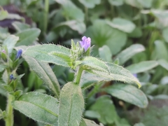 Echium parviflorum