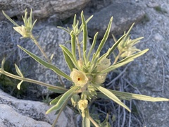 Mohavea confertiflora