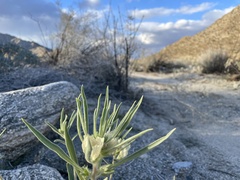 Mohavea confertiflora