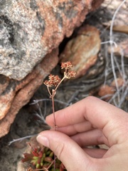Crassula nudicaulis