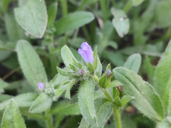 Echium parviflorum