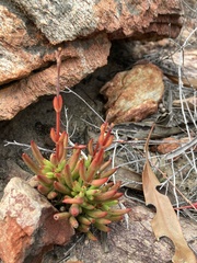 Crassula nudicaulis