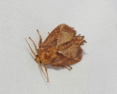 Limacodidae