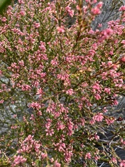 Erica rosacea