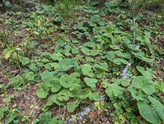 Petasites formosanus