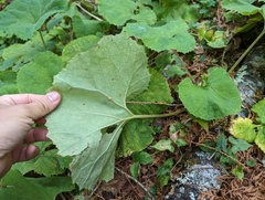 Petasites formosanus