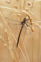 Spinaeschna tripunctata