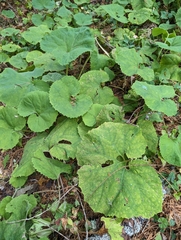 Petasites formosanus