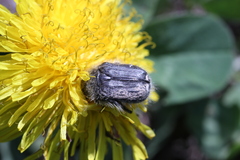 Tropinota hirta hirtiformis