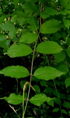 Cornus mas