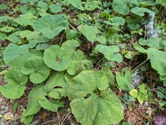 Petasites formosanus