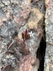 Adromischus maculatus