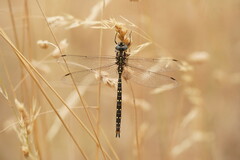 Spinaeschna tripunctata