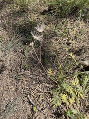 Geum triflorum