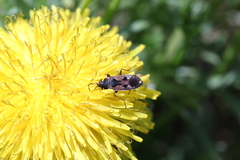 Rhyparochromus vulgaris