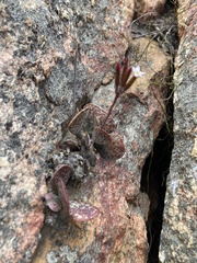 Adromischus maculatus