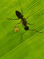 Camponotus albosparsus