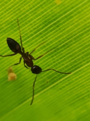 Camponotus albosparsus