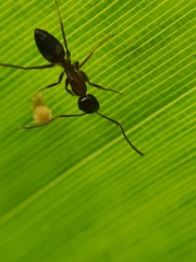 Camponotus albosparsus