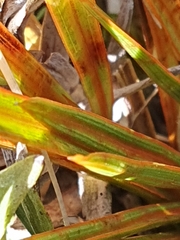 Aciphylla crenulata