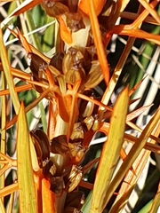 Aciphylla crenulata