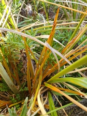 Aciphylla crenulata