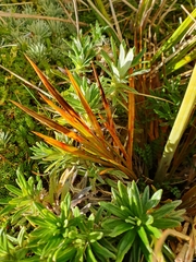 Aciphylla crenulata