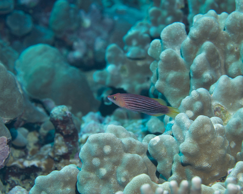 Eightline wrasse (Pseudocheilinus octotaenia) — Labridae — 5