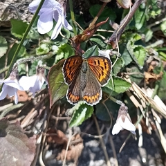 Lycaena panava